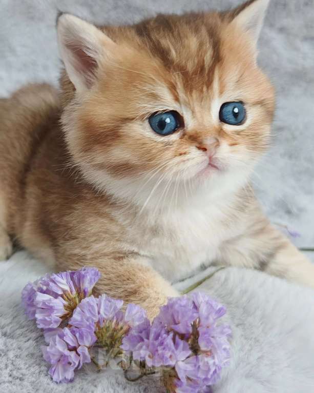 Кошки в Москве: Свободна для резерва шотландская кошечка Девочка, 70 000 руб. - фото 4