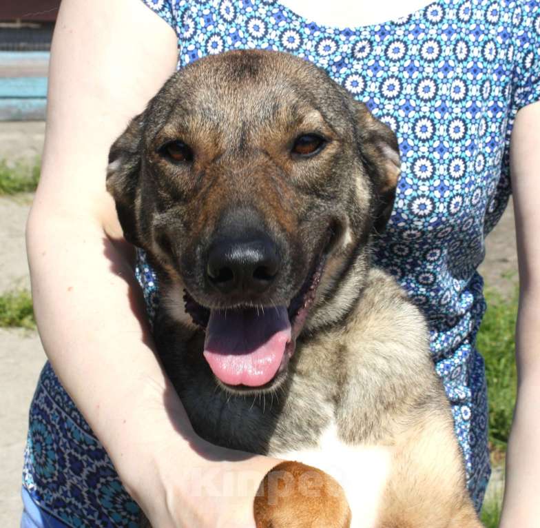 Собаки в Москве: Ласковая, добрая, жизнерадостная, умненькая собака Стеша ищет дом и семью  Девочка, Бесплатно - фото 2