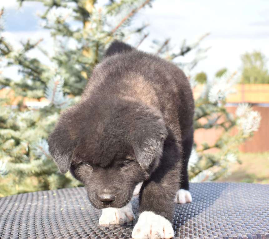 Собаки в Серпухове: Американская акита щенок  Мальчик, 100 000 руб. - фото 3