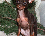 Собаки в Волгограде: Девочка горький шоколад - мини Девочка, 45 000 руб. - фото 4