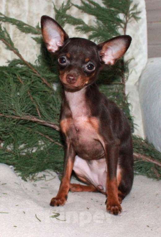 Собаки в Волгограде: Девочка горький шоколад - мини Девочка, 45 000 руб. - фото 4