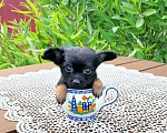 Собаки в Тобольске: Минималыш Мальчик, Бесплатно - фото 1