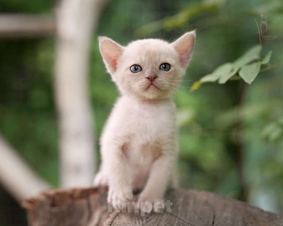 Кошки в Москве: Европейская Бурма лиловый Мальчик Мальчик, Бесплатно - фото 3