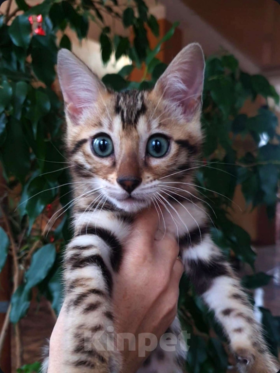 Кошки в Москве: Бенгальская девочка  Девочка, 60 000 руб. - фото 1