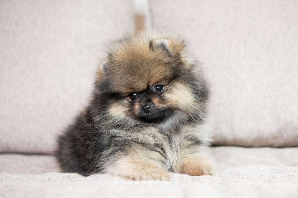 Собаки в Копейске: Померанский шпиц щенок Мальчик, 35 000 руб. - фото 2