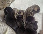Собаки в Благовещенске: Щенок мопса мальчик Мальчик, 35 000 руб. - фото 1