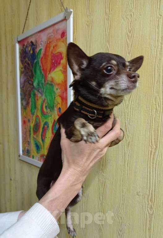 Собаки в Краснодаре: в добрые руки Мальчик, 1 руб. - фото 3