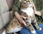 Кошки в Москве: Крупный котик-подросток в добрые руки  Мальчик, Бесплатно - фото 7