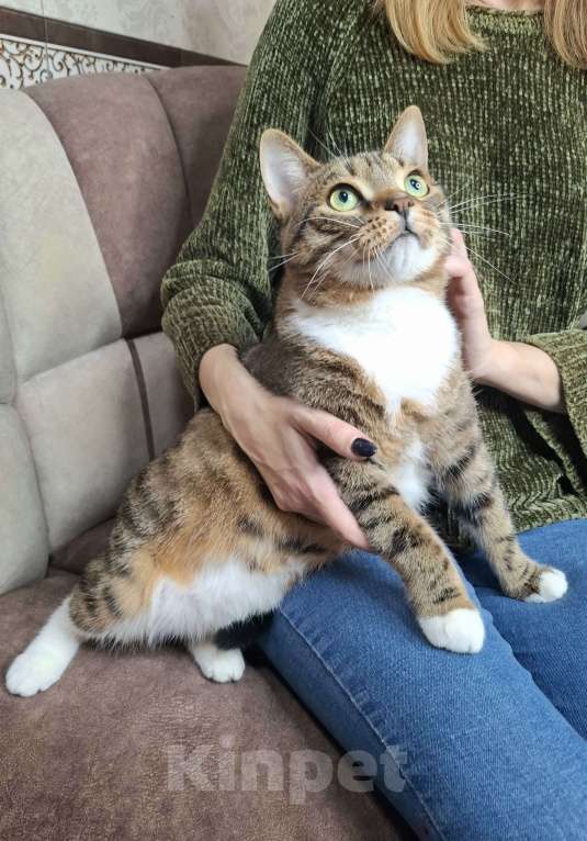 Кошки в Москве: Крупный котик-подросток в добрые руки  Мальчик, Бесплатно - фото 7