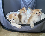 Кошки в Сочи: Шотландские вислоухие котята Разнополые, Бесплатно - фото 6