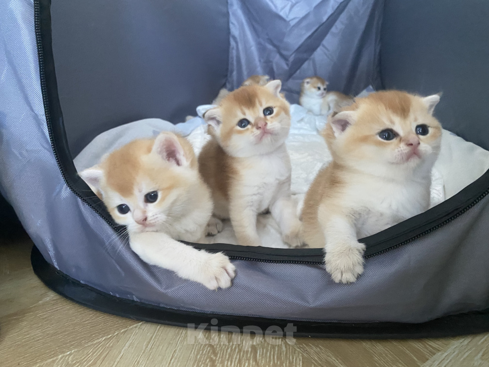 Кошки в Сочи: Шотландские вислоухие котята Разнополые, Бесплатно - фото 6