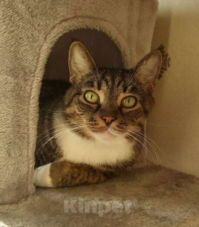 Кошки в Москве: Кошка Матрешка ищет дом Девочка, Бесплатно - фото 1