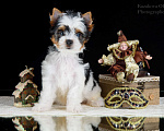 Собаки в Москве: Щенки Бивер терьера из питомника РКФ Мальчик, 40 000 руб. - фото 3