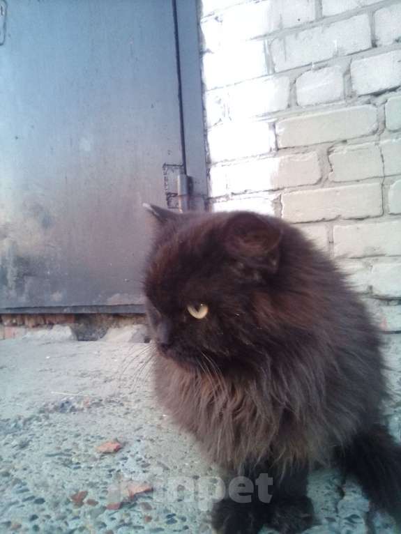 Кошки в Асино: Кот продажа без породестый Мальчик, 1 000 руб. - фото 3