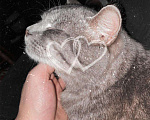 Кошки в Теберде: Отдам, 1 руб. - фото 2