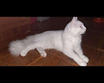 Кошки в Малмыже: Мейн кун, 6 000 руб. - фото 2