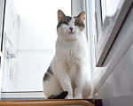Кошки в Малмыже: Кот Беляш ждём семью, 10 руб. - фото 4