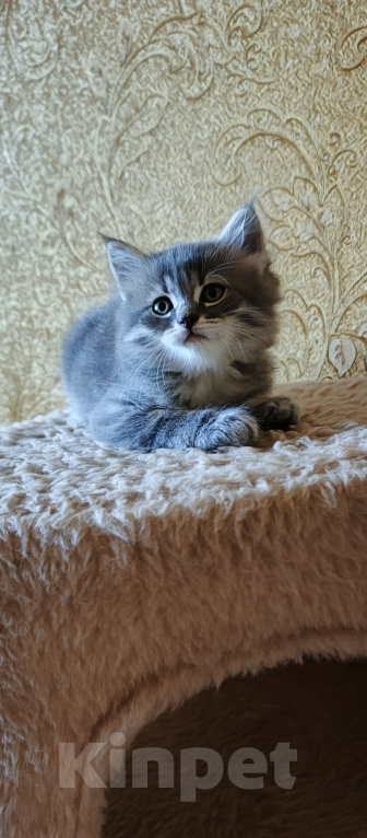 Кошки в Севастополе: Шотландский котёнок Мальчик, 15 000 руб. - фото 10