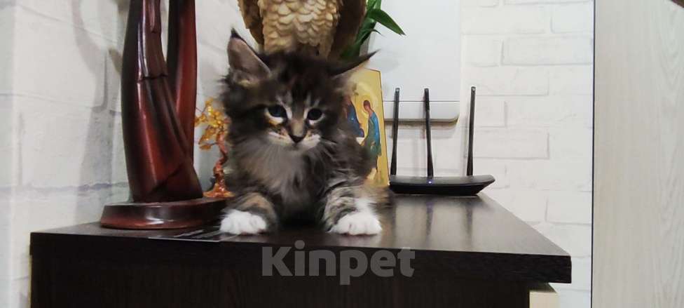 Кошки в Санкт-Петербурге: Котенок Мейн кун из питомника  Девочка, 60 000 руб. - фото 1