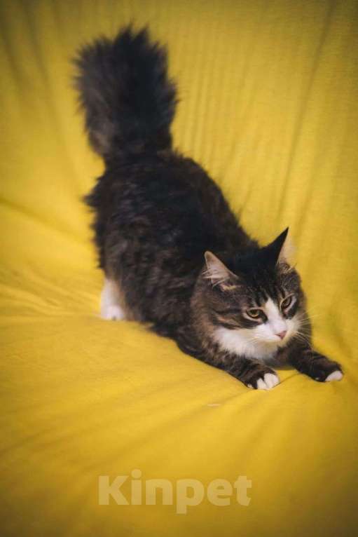 Кошки в Москве: Пушистый котик Камыш ищет хозяина Мальчик, Бесплатно - фото 4