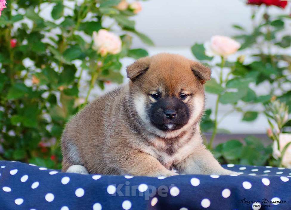 Собаки в Москве: Продаются щенки сиба ину от родителей чемпионов Мальчик, 80 000 руб. - фото 3