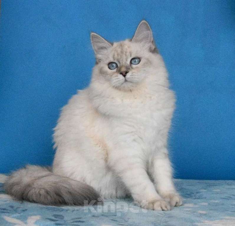 Кошки в Москве: Синеглазая красавица Девочка, Бесплатно - фото 2