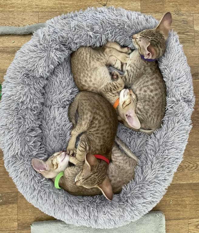 Кошки в Санкт-Петербурге: Ориентальный котенок Девочка, 50 000 руб. - фото 3