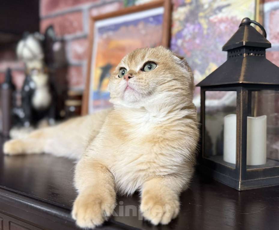 Кошки в Краснодаре: Золотой котик Мальчик, 50 000 руб. - фото 1