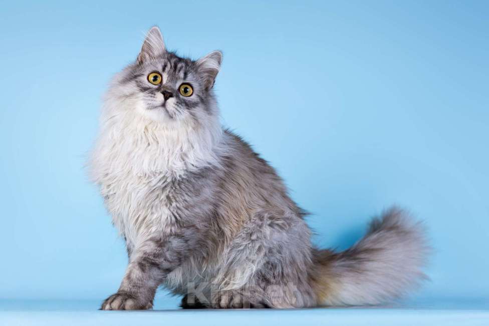 Кошки в Москве: Котенок Барабашка в добрые руки Мальчик, Бесплатно - фото 3