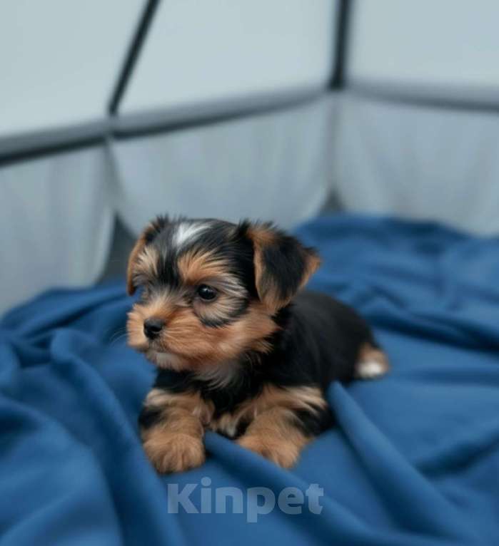 Собаки в Москве: Бивер-йоркширский терьер микро премиум Мальчик, 80 000 руб. - фото 4