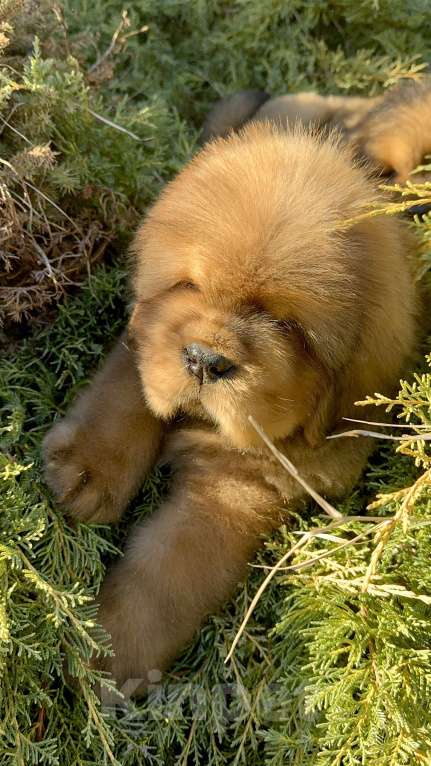 Собаки в Москве: Девочка Елка 🌲  Девочка, 300 000 руб. - фото 3