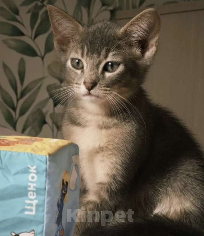 Кошки в Москве: Абиссинский котенок голубой Мальчик, 6 000 руб. - фото 6