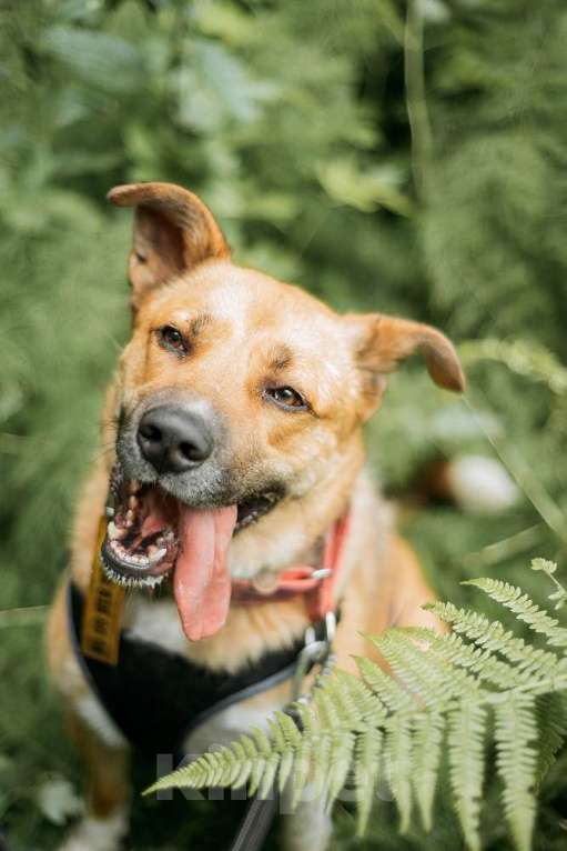 Собаки в Москве: Дружелюбный пес-компаньон Рэм ищет дом!  Мальчик, Бесплатно - фото 6