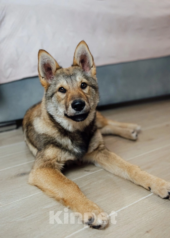 Собаки в Перми: Метис западно сибирской лайки Девочка, Бесплатно - фото 4