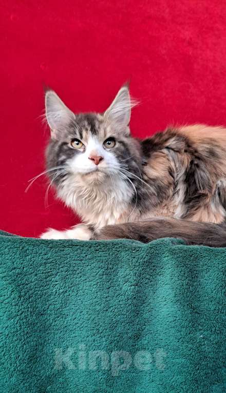 Кошки в Москве: Рыськи Девочка, 110 000 руб. - фото 2