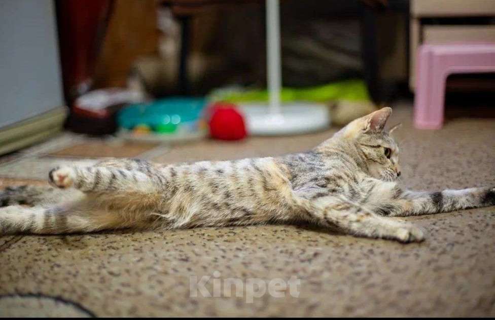 Кошки в Москве: Кошечка Анфиса в добрые руки Девочка, Бесплатно - фото 3