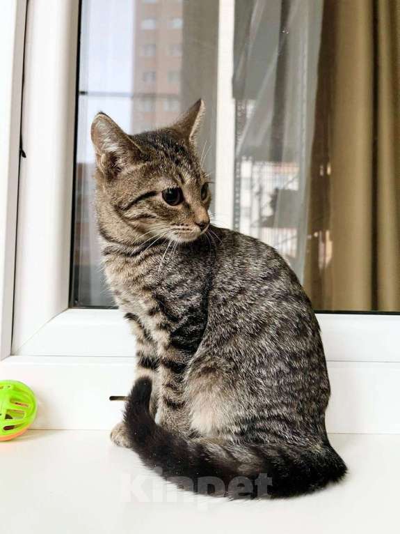Кошки в Москве: Котенок Тося - полосатая девочка в добрые руки Девочка, Бесплатно - фото 6