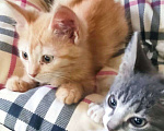 Кошки в Геленджике: Две замечательные девчушки Девочка, 1 руб. - фото 2