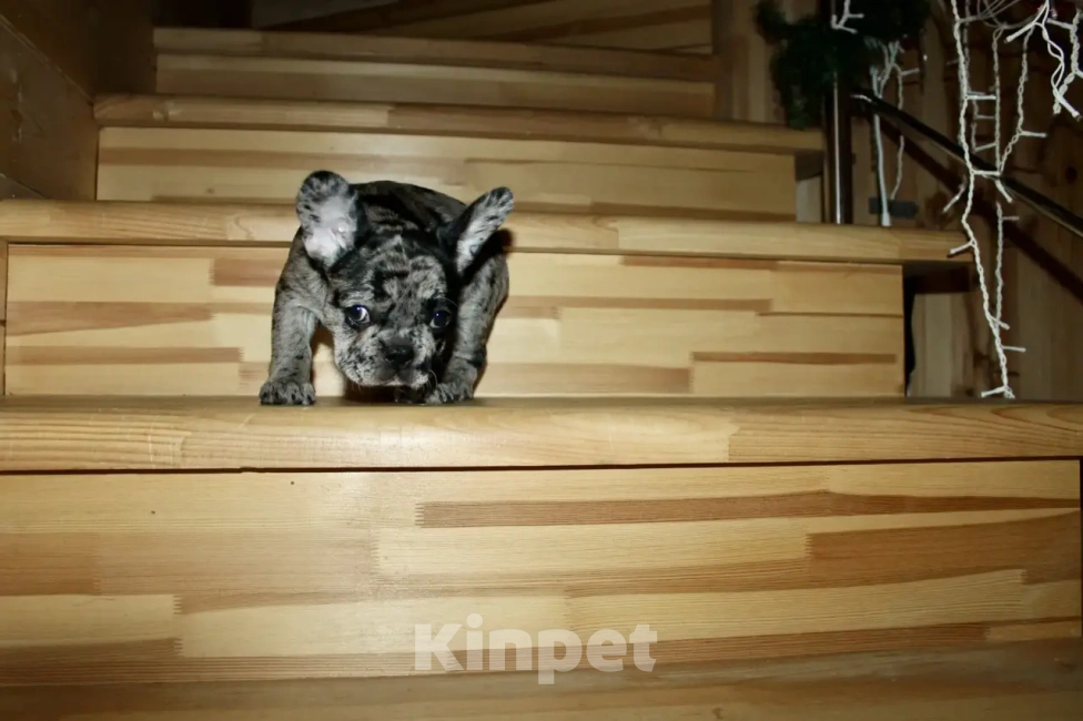 Собаки в Химках: Французский бульдог  Девочка, 60 000 руб. - фото 3