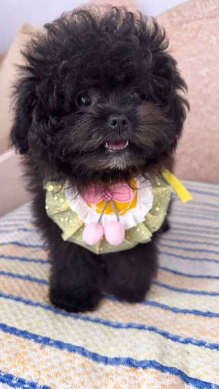 Собаки в Воронеже: Очаровательная девочка мальтипу( помапу) Девочка, 60 000 руб. - фото 3