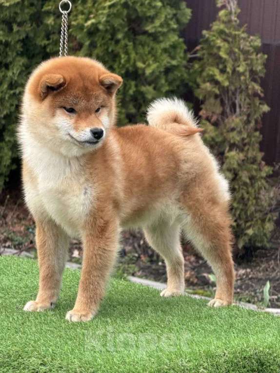 Собаки в Санкт-Петербурге: Сиба-ину девочка щенок Девочка, 55 000 руб. - фото 3