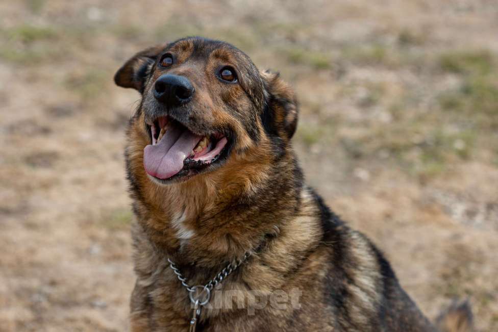 Собаки в Москве: Валик Мальчик, Бесплатно - фото 2