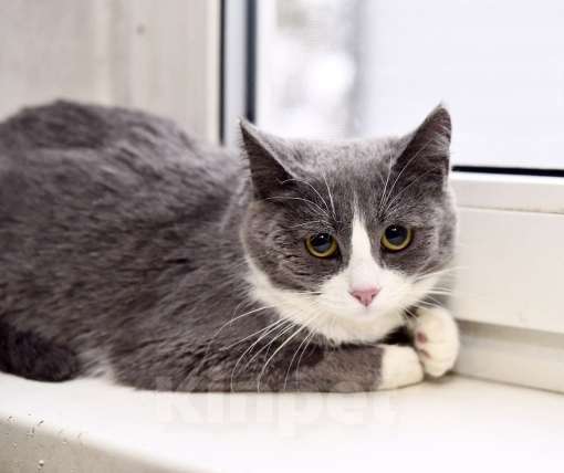 Кошки в Москве: Фимочка ласковая кошечка ищет дом! Девочка, Бесплатно - фото 3