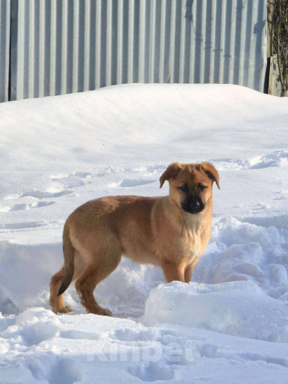 Собаки в Москве: Щенок Лика ищет дом Девочка, Бесплатно - фото 7