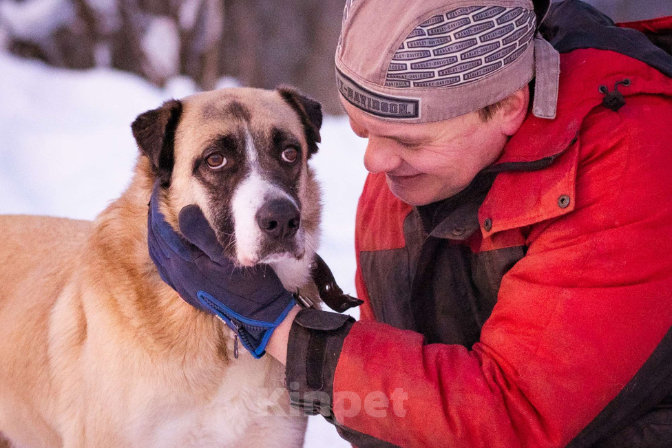 Собаки в Москве: Ханна ждёт своих людей в приюте Девочка, Бесплатно - фото 1