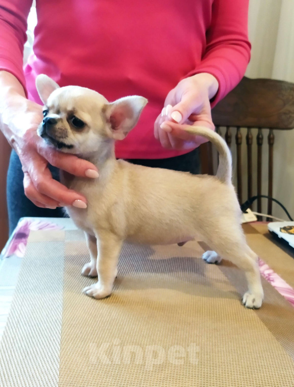 Собаки в Москве: супер мальчишка чихуахуа Мальчик, 50 000 руб. - фото 2