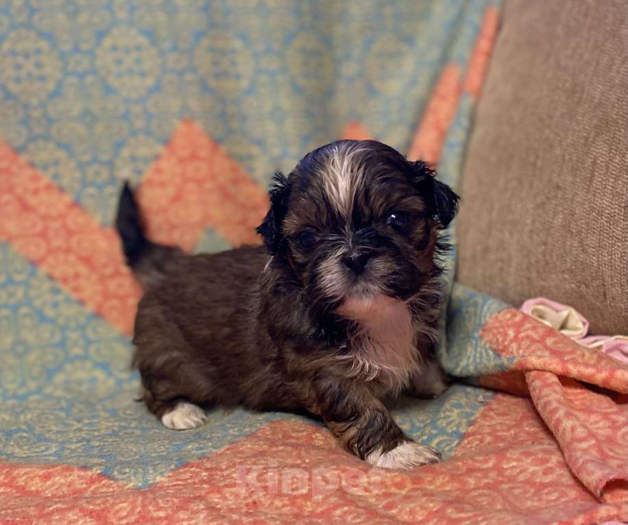 Собаки в Санкт-Петербурге: Очаровательная девочка золотого окраса  Девочка, 40 000 руб. - фото 7