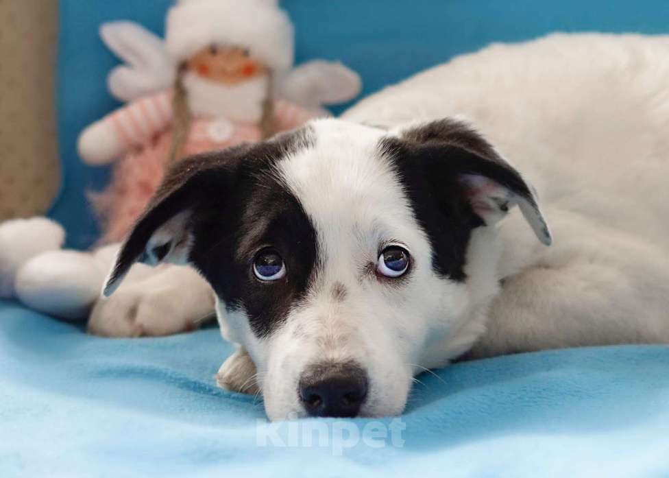 Собаки в Москве: Белый щенок Эмми в добрые руки Девочка, 1 руб. - фото 7