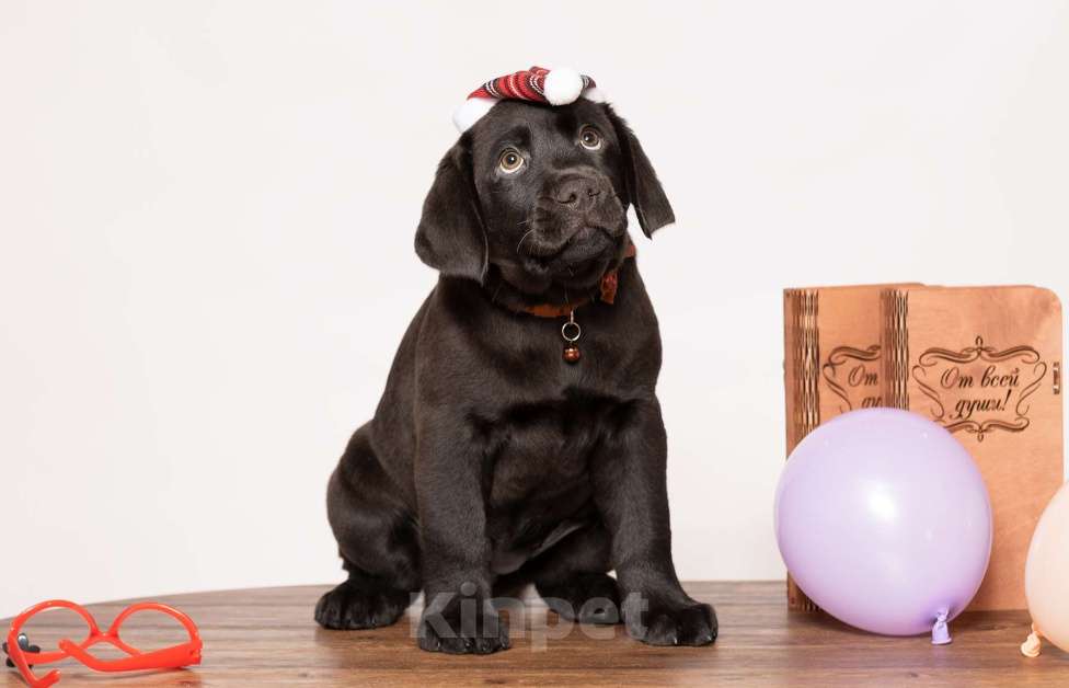 Собаки в Курске: Щенки лабрадора ретривера  Девочка, Бесплатно - фото 5