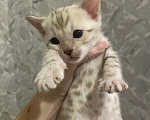 Кошки в Нижнем Тагиле: Шикарный бенгальский котёнок Мальчик, 30 000 руб. - фото 2